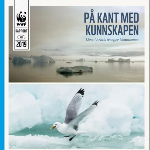 Rapportforside