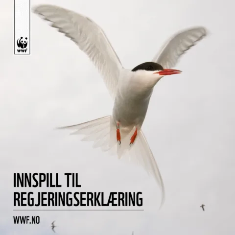 Forsiden av rapporten