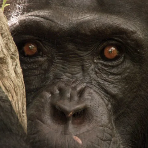 Fjellgorilla