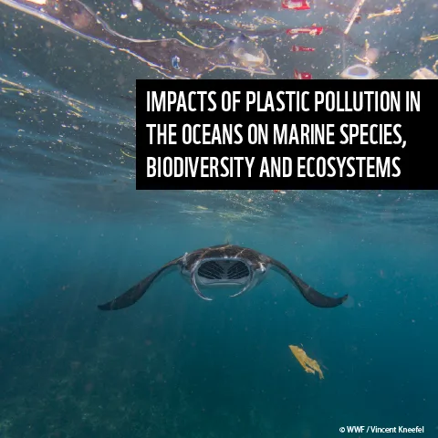 Djevelrokke og plast i havet