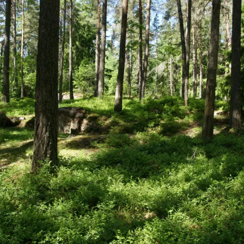 Skog