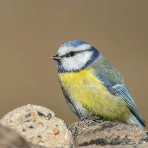 Blåmeis