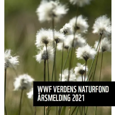Bilde av forsiden på WWFs årsmelding, som viser myrull i fjellandskap.