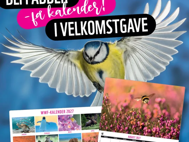 Bilde av kalenderen