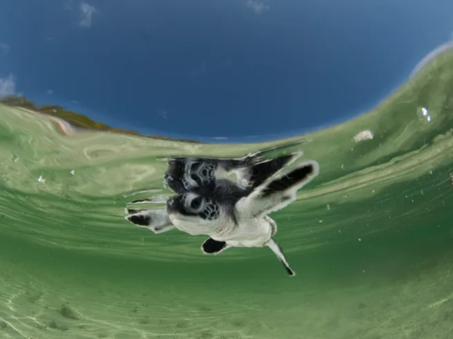 Nyklekket grønn havskilpadde (Chelonia mydas) i bølgene utenfor stranda på Anano-øya, Wakatobi, Sør-Sulawesi, Indonesia.