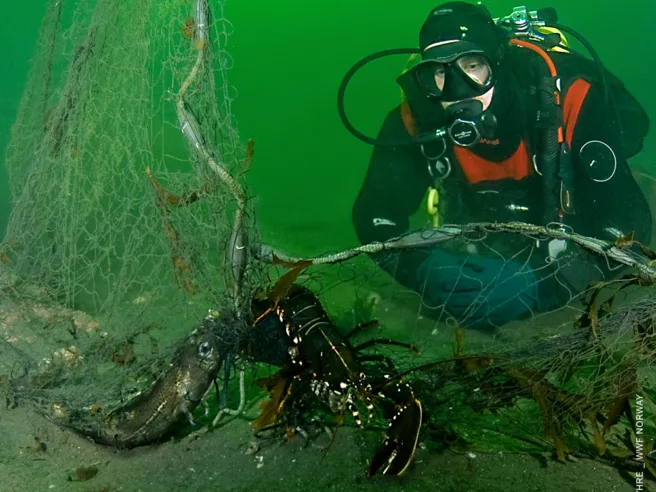 Dykker under vann med fiskegarn og død hummer.