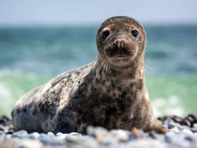 A Grey Seal on the beach
