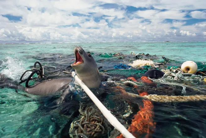 Sel omringet av plast