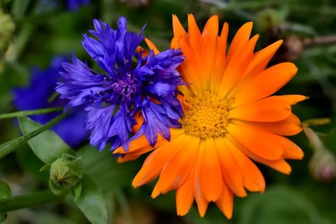 Kornblomst (blå/lilla) og ringblomst (oransje)