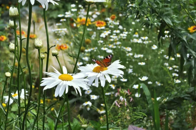 Eng med prestekrager. På en av blomstene sitter det en rød sommerfugl. Prestekragene er gul i midten med hvite kronblader.