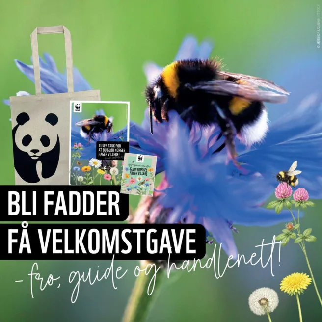 Bilde av frø, guide og handlenett