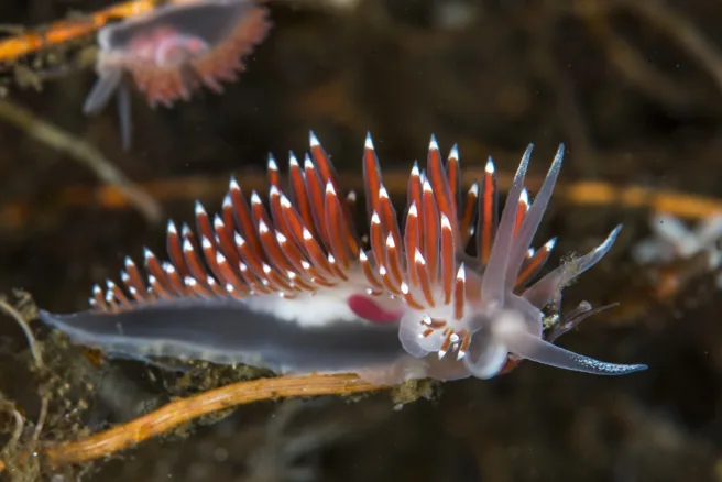 Coryphella verrucosa, en nakensnegle, fotografert under vann