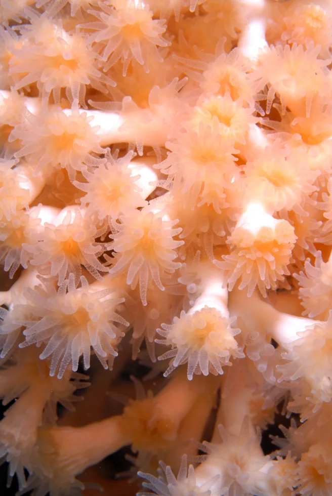 Lophelia pertusa