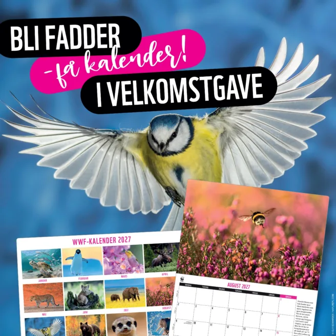 Bilde av kalenderen