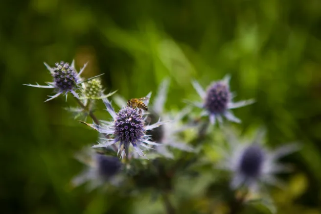 Kenyan purple flowers with a bee on one of them.