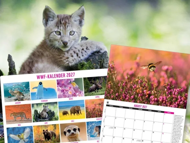 Bilde av kalender