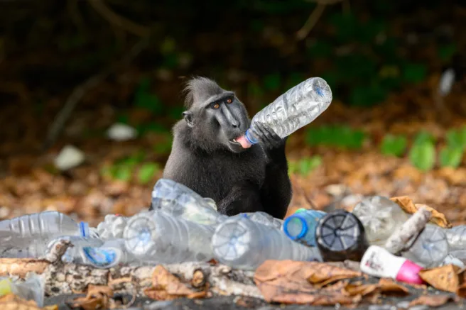 En marakape drikker fra en plastflaske som har blitt skylt opp på land.