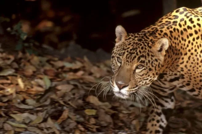 En jaguar titter i kameraet