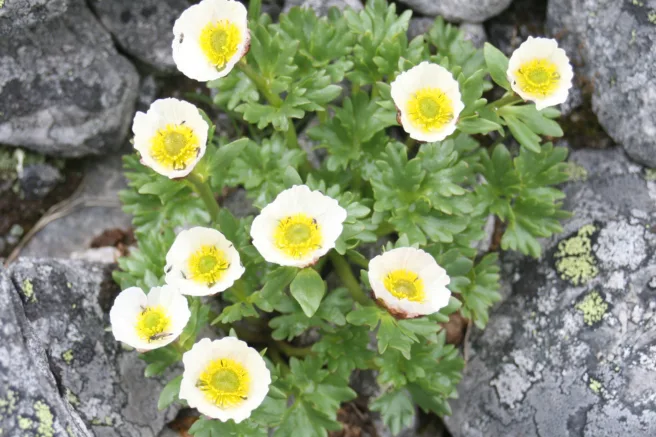 Små hvite blomster med gult øye vokser på steingrunn.