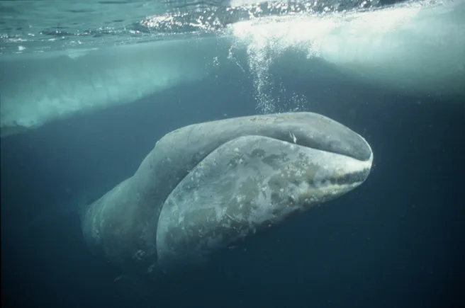 Grønlandshval (Balaena Mysticetus) ved iskanten i Arktis. Foto: © naturepl.com  / Martha Holmes / WWF