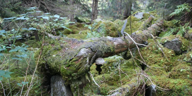 En skog.