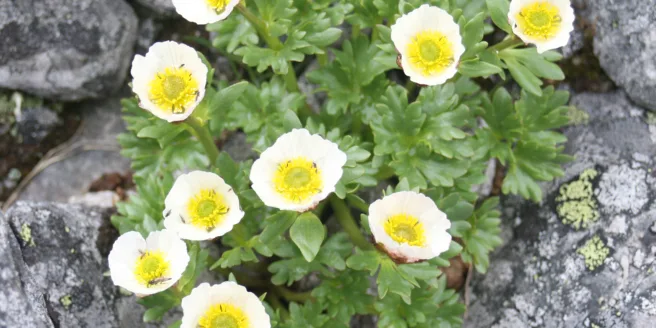 Bilde av planten issoleie i steinrøys i fjellet.
