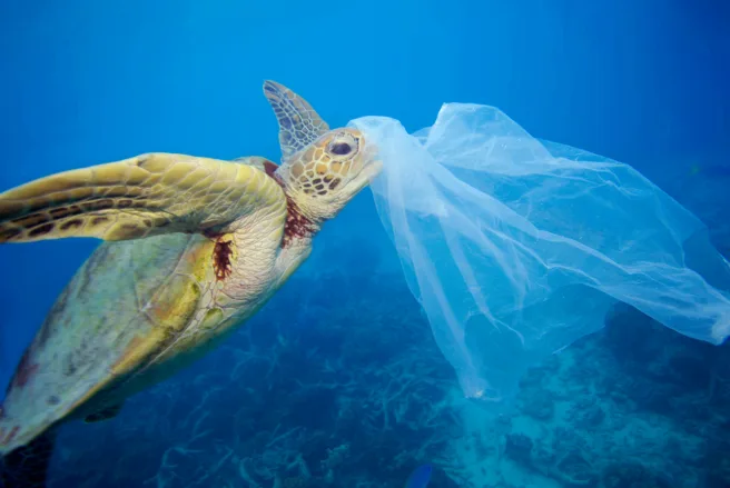 En havskilpadde som svømmer mot en plastpose.