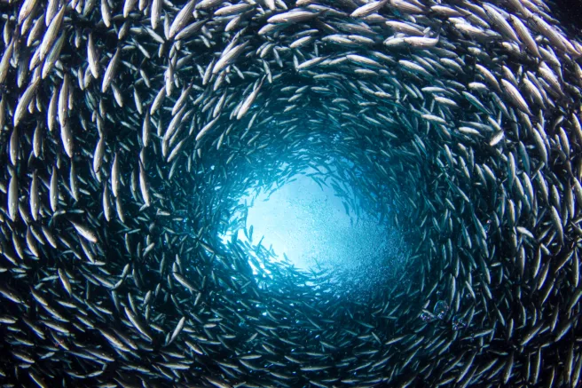 Fiskestim svømmer i sirkel