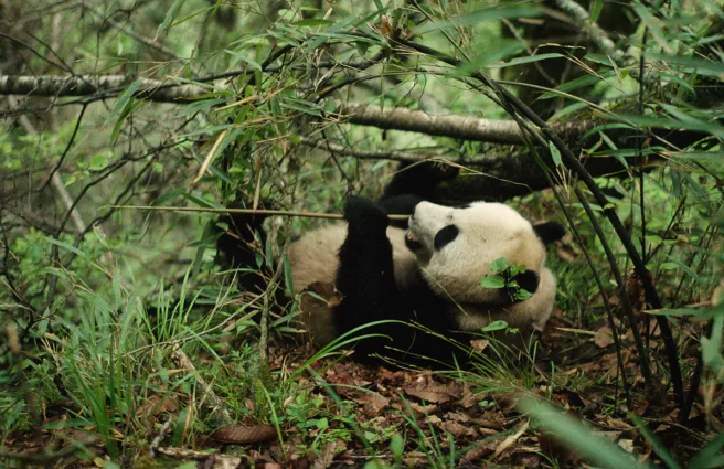 I en tett, grønn skog ligger en voksen panda på ryggen og spiser bambus