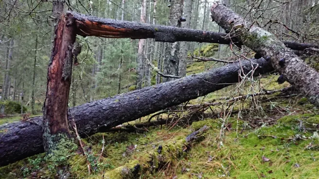 Et dødt tre har falt i skogen i Østmarka