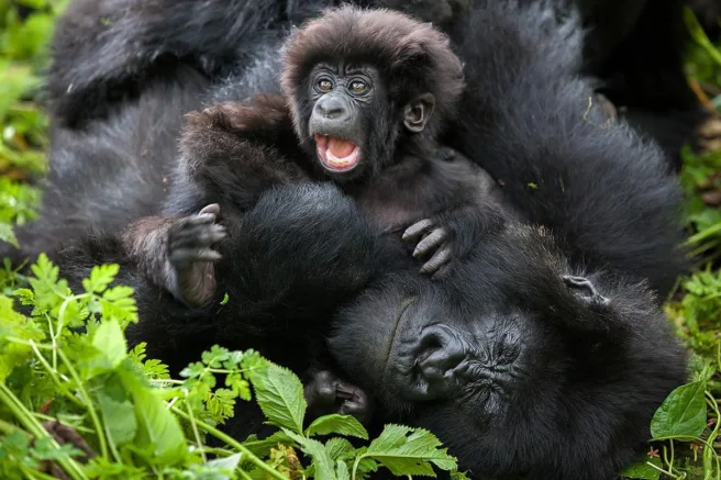 Baby fjellgorilla og voksen fjellgorilla