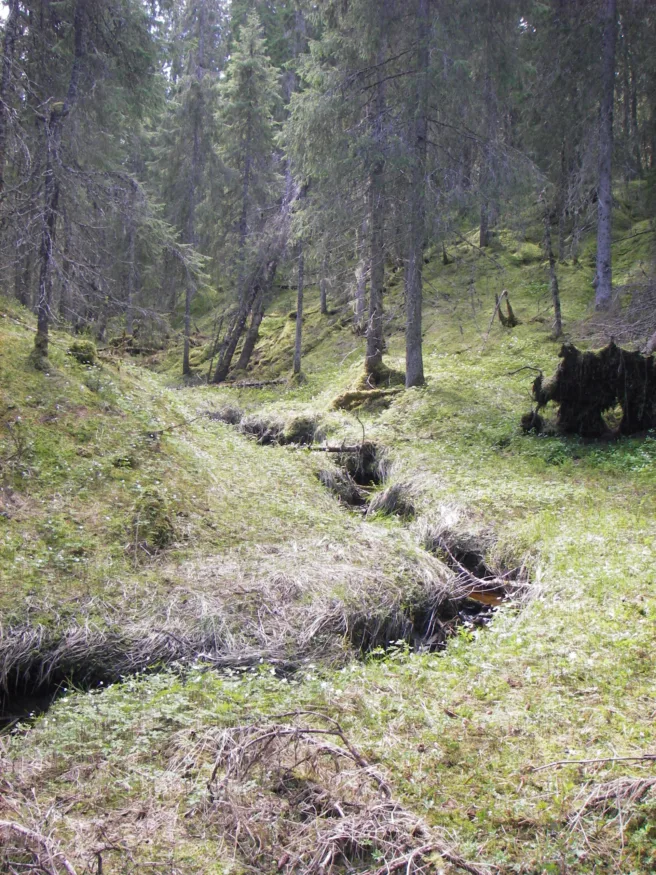 En bekk slynger seg gjennom en granskog
