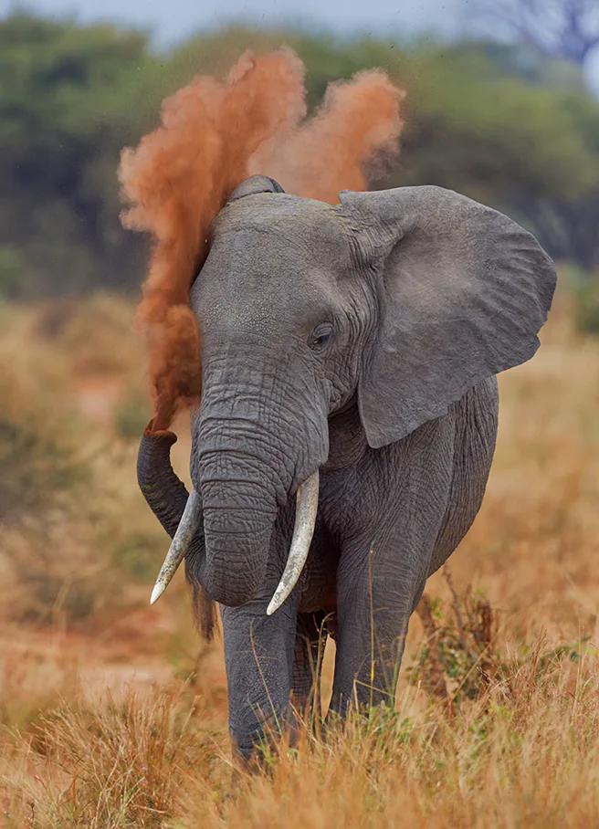 Afrikansk elefant