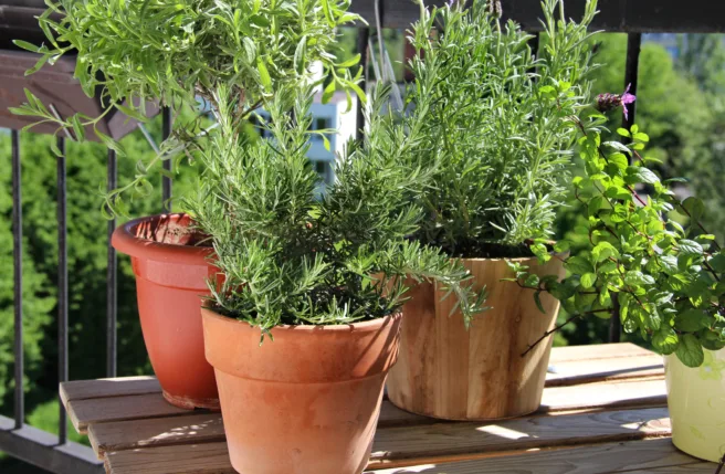 Plante