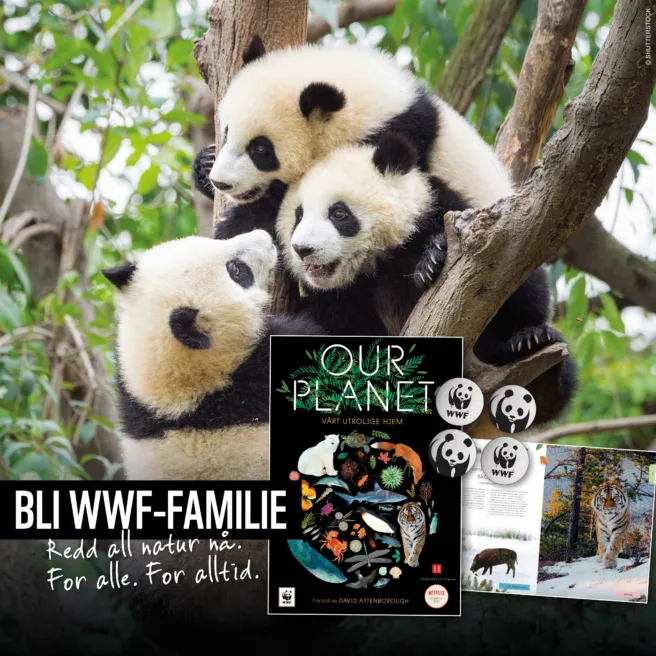 Bilde av Our planet bok, refleks og Pandabladet