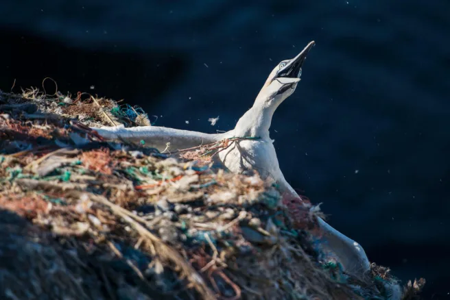 En sjøfugl har viklet seg inn i havplast.