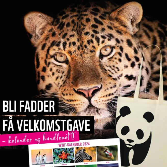 Bilde av kalender og handlenett