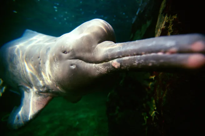 En elvedelfin under vann
