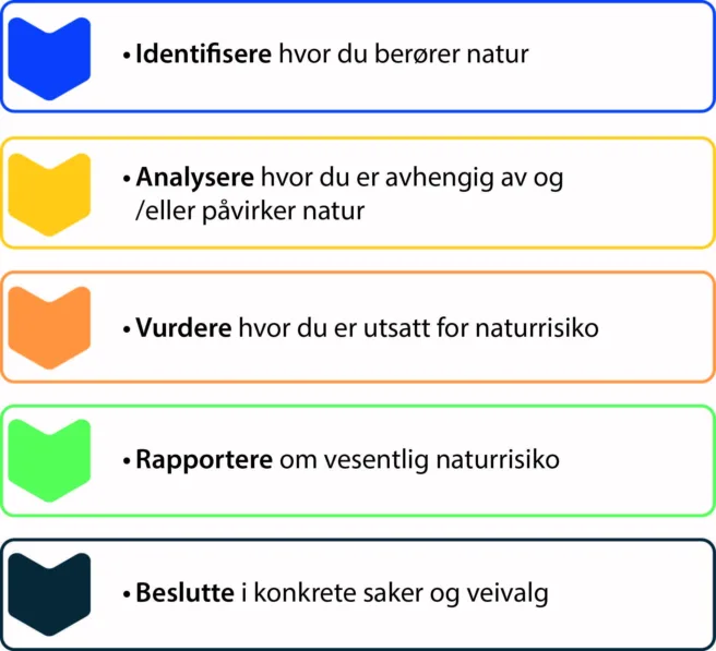 Bildet viser hvilke fem hovedtrinn utvalget anbefaler bør følges i arbeidet med naturrisiko.