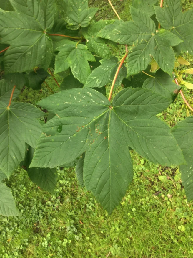 Nærbilde av et blad til treet platanlønn