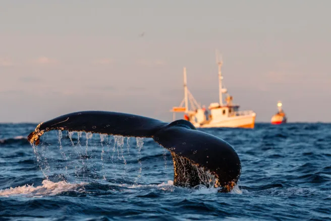 Halen til en knølhval som dykker ned i havet, med en fiskebåt i bakgrunnen.