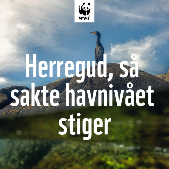 "Herregud, så sakte havnivået stiger."
