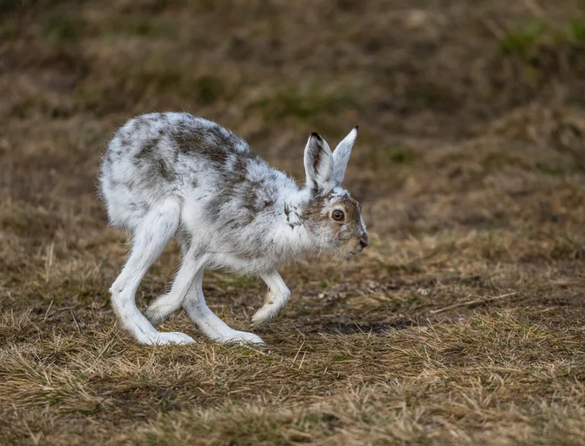 En hare i delvis vinterpels hopper i en landskap uten snø.