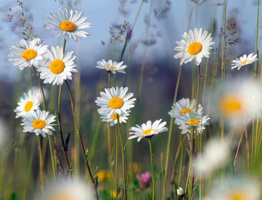 Blomstereng med blåklokker og prestekrager og grønne strå
