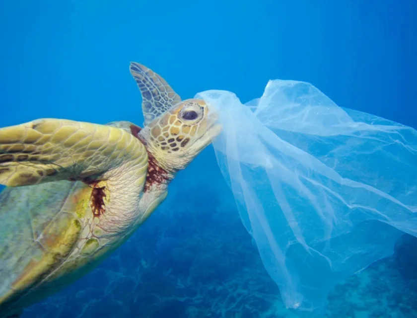 En havskilpadde som svømmer mot en plastpose.