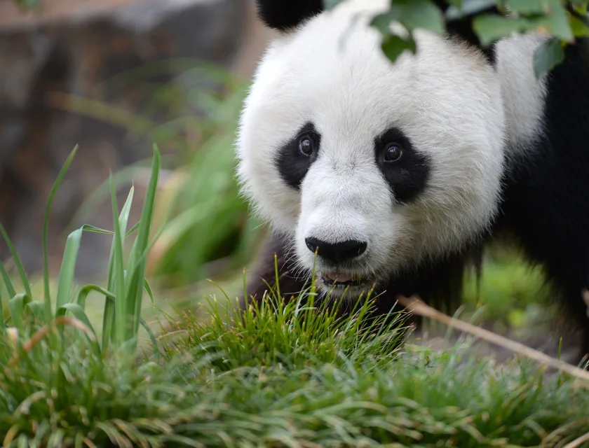 En panda spiser gress