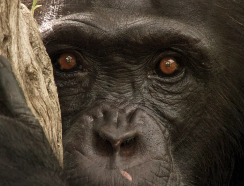 Gorilla