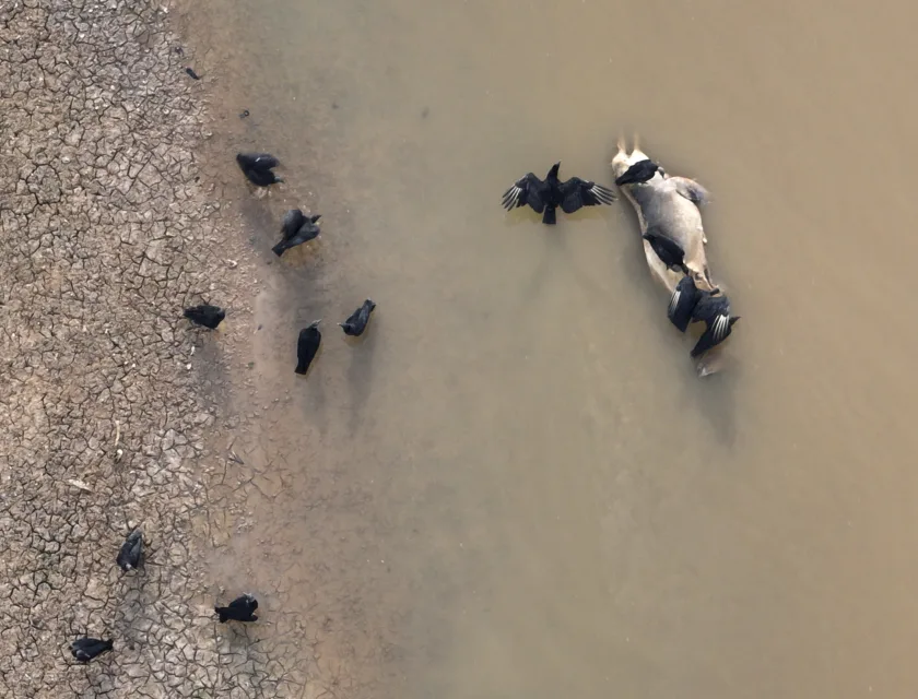 Et bilde av en død amazonas elvedelfin